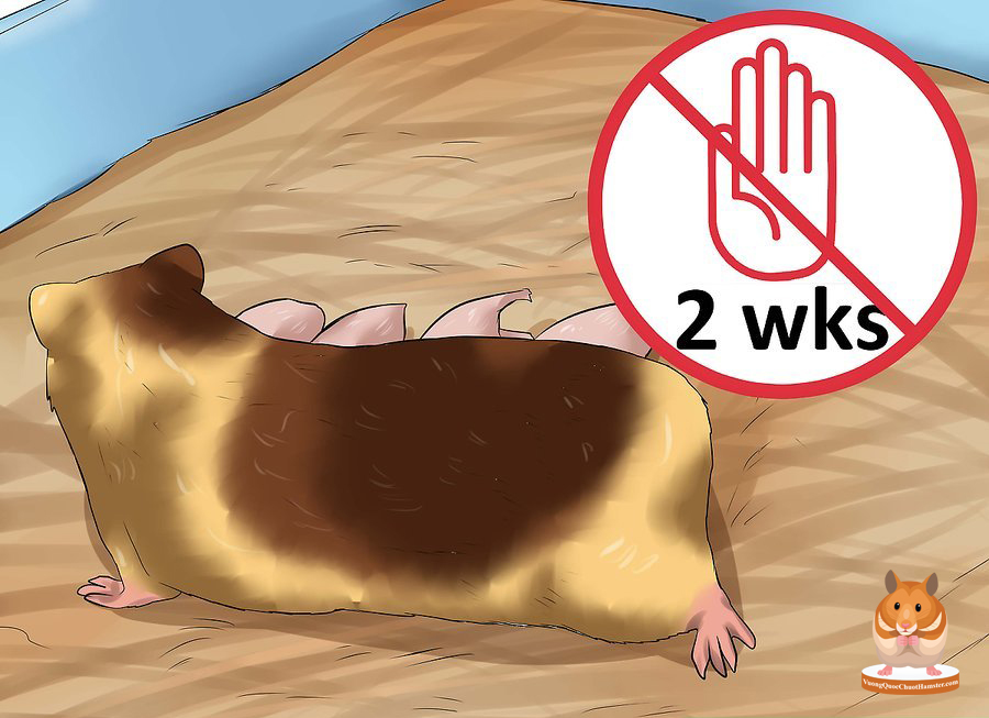 Cách nuôi chuột con: Bí quyết chăm sóc chuột hamster con khỏe mạnh