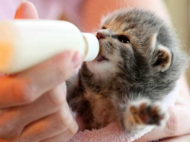 Hướng dẫn chi tiết 2 cách cho mèo con mới sinh uống sữa tại nhà