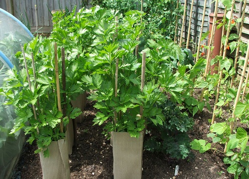 Kỹ thuật trồng cây cần tây tại nhà xanh mơn mởn