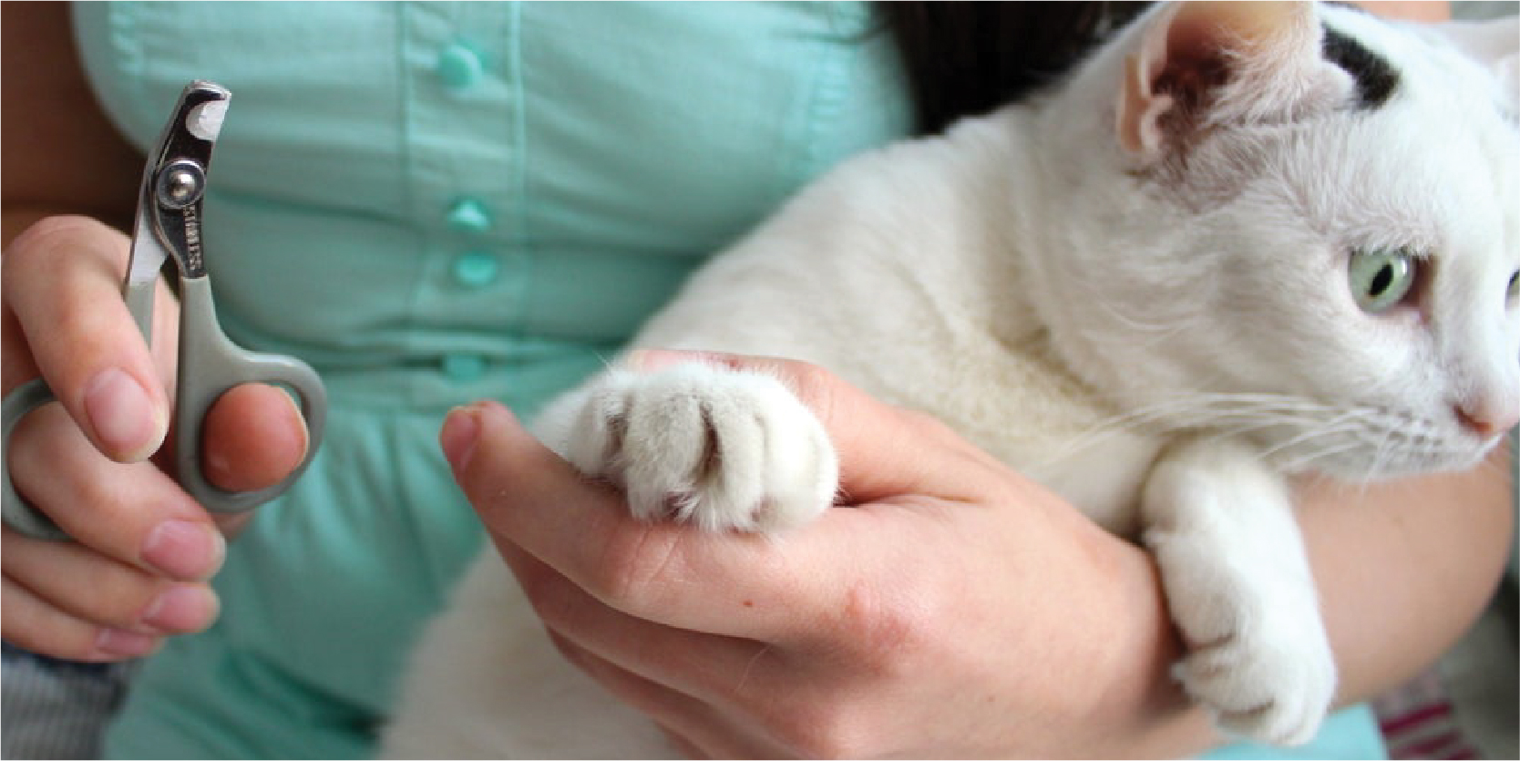 Cắt Móng cho Mèo: Kiến Thức Cần Biết để Chăm Sóc Thú Cưng