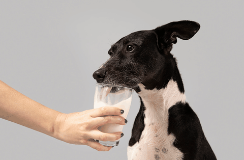 Cho chó uống sữa gì để khỏe đẹp?