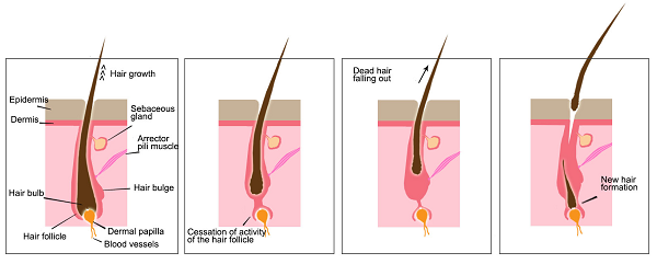 Thuốc mọc tóc Kaminomoto Herb – Giải pháp trị rụng tóc hàng đầu từ Nhật Bản