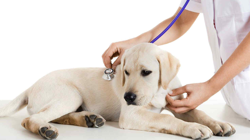 Bệnh Parvo ở chó: Có lây sang người không và nguyên nhân gây bệnh