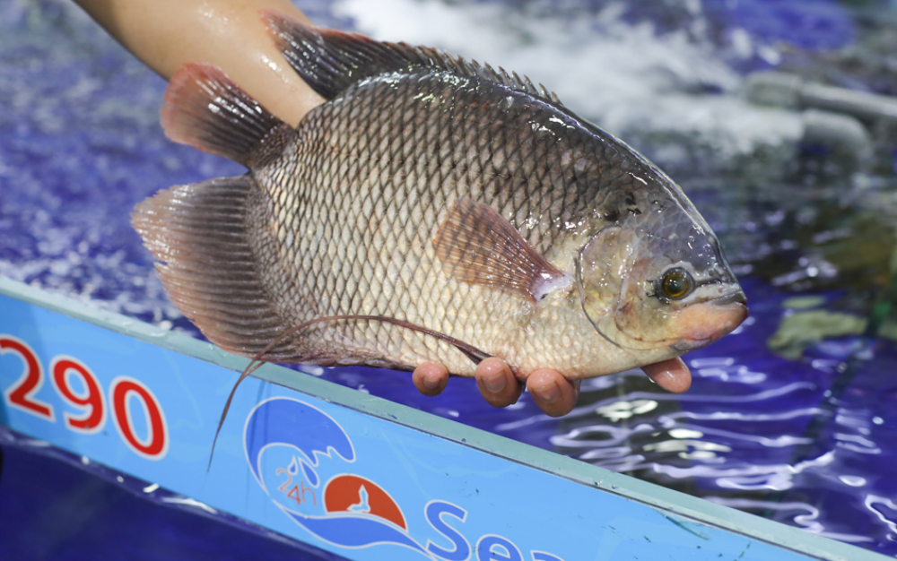 Cá Tai Tượng: Món ăn đặc sản miền Tây Nam Bộ
