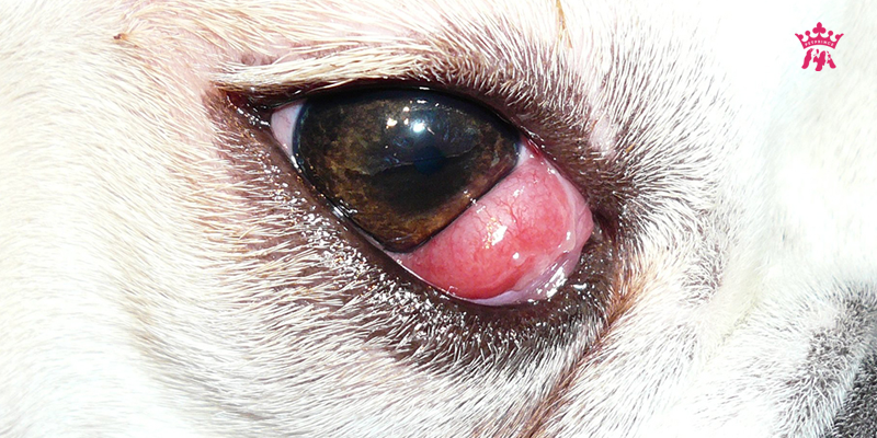 9 bệnh về mắt thường gặp ở chó và cách phòng ngừa