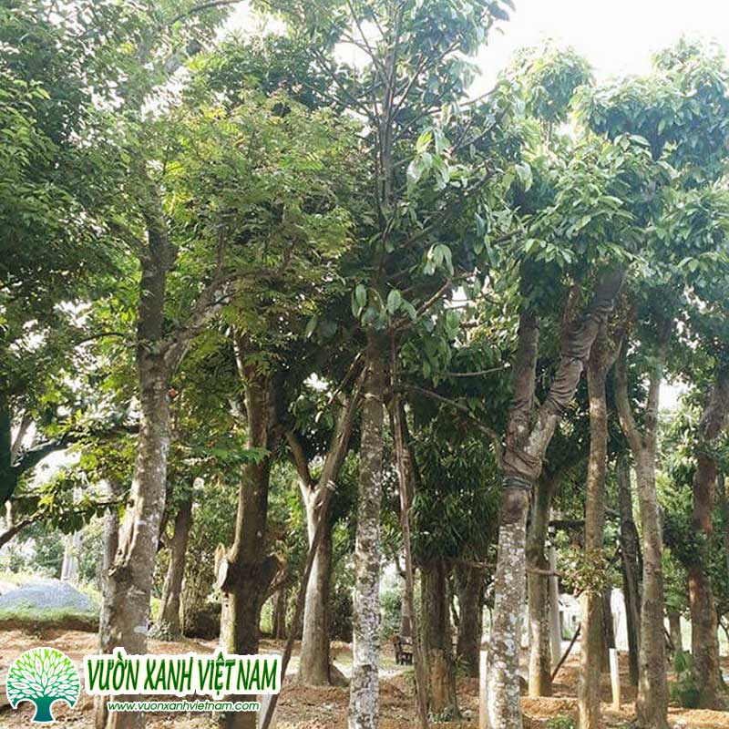 Cây Tai Chua: Từ vùng rừng hoang dần trở thành cây công trình