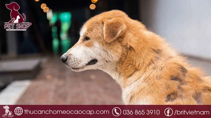 Chó bị viêm da rụng lông – Nguyên nhân, dấu hiệu và cách chăm sóc