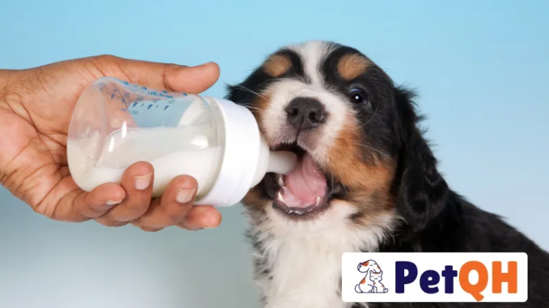 Sữa cho chó: Tầm quan trọng và các lưu ý quan trọng