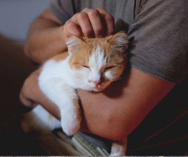 Dáng ngủ của mèo nói lên điều gì? 9 tư thế ngủ phổ biến nhất