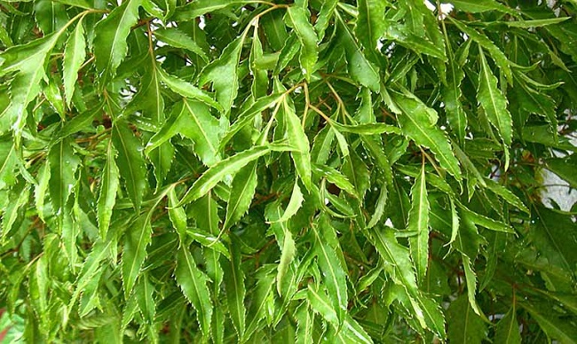 Hướng dẫn trồng cây đinh lăng đơn giản tại nhà – Cây có lá xanh tốt và củ to