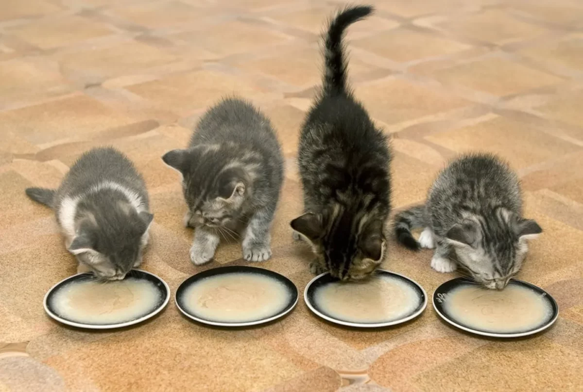 Mèo con ăn gì? 9 loại thức ăn mèo con thích ăn nhất