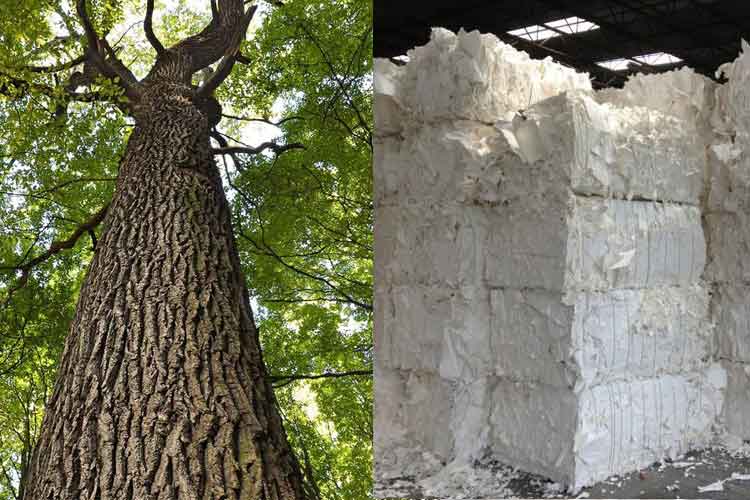 Sự khác biệt giữa bột giấy từ cây gỗ cứng và cây gỗ mềm