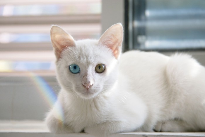 Các loại mèo mắt 2 màu – Vẻ đẹp độc đáo và thu hút