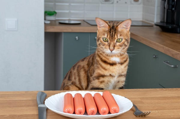 Mèo ăn xúc xích được không? Gợi ý loại xúc xích tốt cho mèo