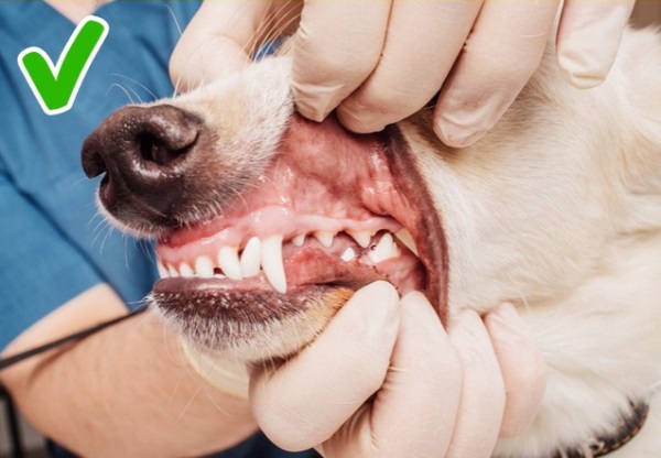 Chó cũng thay răng! Bạn đã biết cách chăm sóc cho chó trong quá trình này chưa?