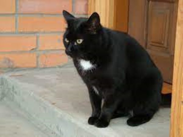 Cao mèo đen ngâm rượu – Bí quyết chữa trị bệnh tại nhà