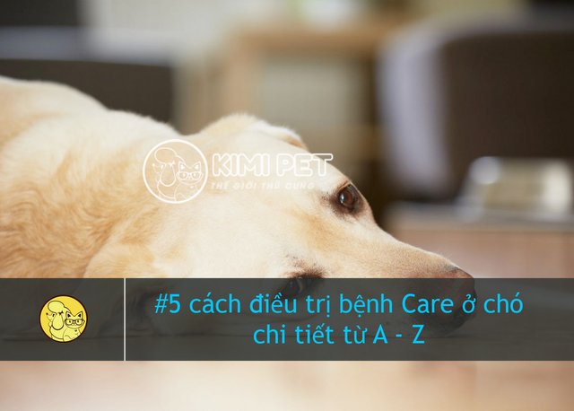 5 cách chữa bệnh Care cho chó chi tiết từ A – Z