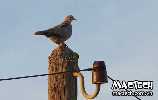 Chim bồ câu Pháp: Mấy tháng để thấy lứa đầu tiên?