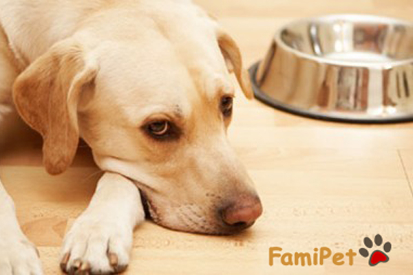 Chăm sóc chó bị ốm: Tự tay chăm sóc và tăng cường dinh dưỡng cho chó yêu của bạn