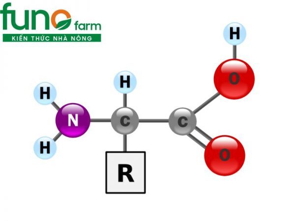 Phân bón lá amino axit FUNO – Lợi ích và ứng dụng trong nông nghiệp