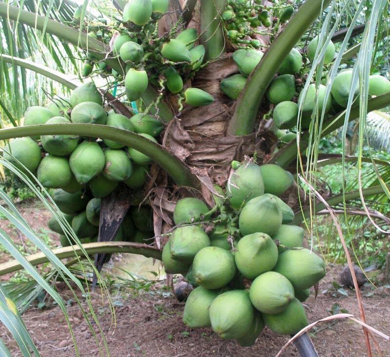 Giá cây dừa dứa là bao nhiêu?