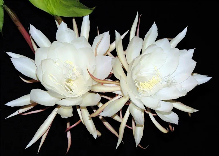 Hoa Quỳnh: Vẻ đẹp và ý nghĩa của loài hoa này