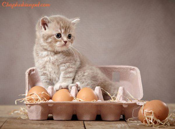 Có nên cho chó mèo ăn trứng vịt lộn không?
