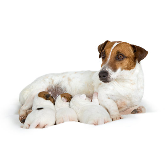 VÒNG ĐỜI CỦA CHÓ VÀ DINH DƯỠNG: Cẩm nang dinh dưỡng để chăm sóc chó của bạn