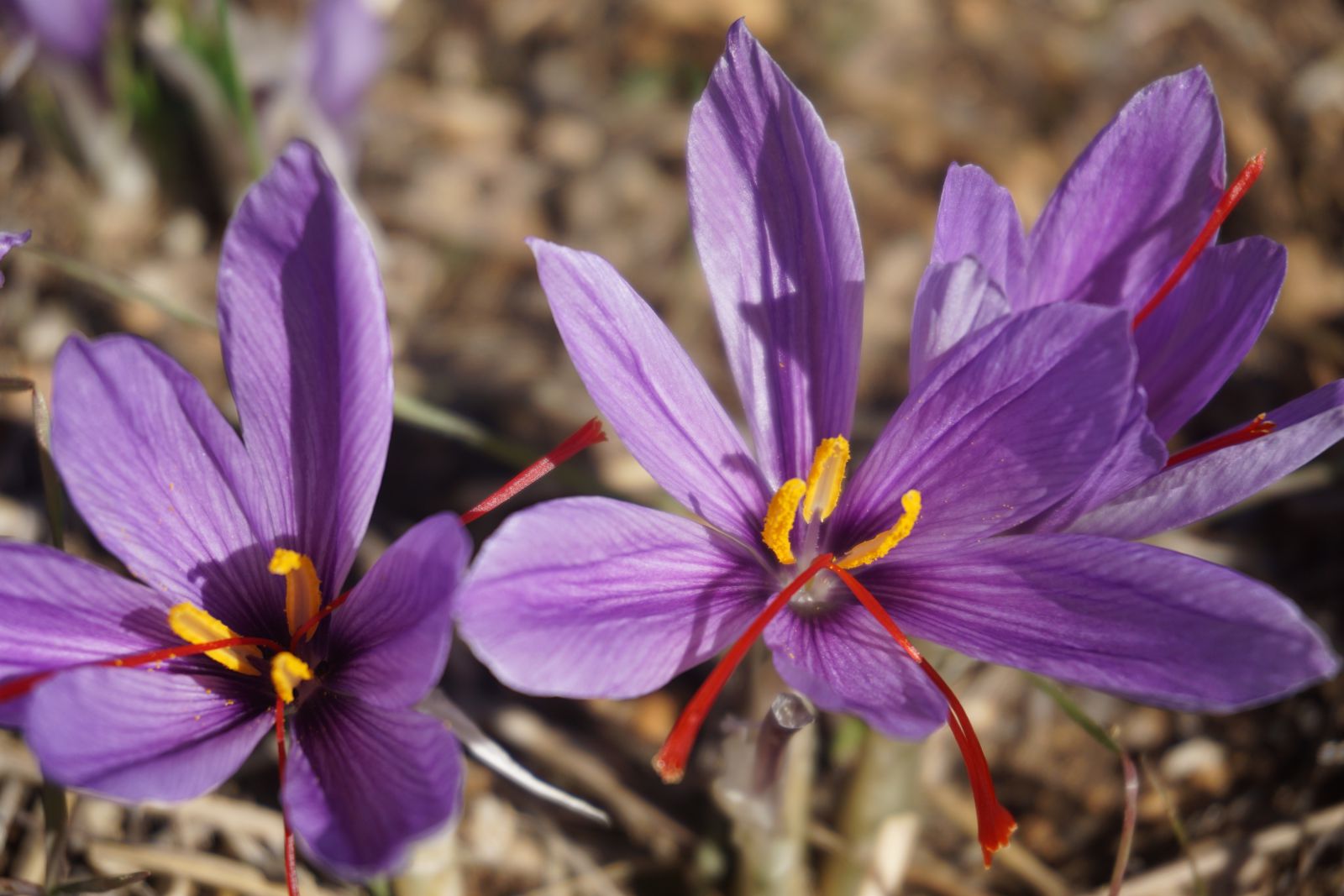 1g Saffron – Bí quyết sử dụng và lưu giữ tinh túy của loại gia vị quý hiếm này