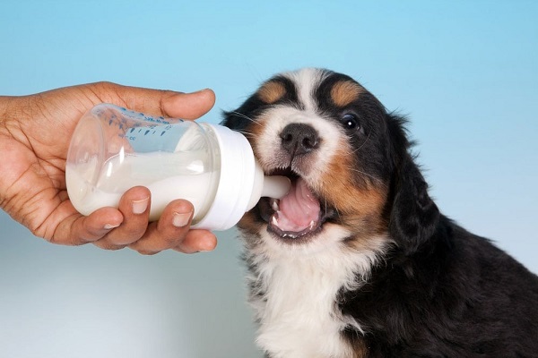Chó con uống sữa gì? Top 12 loại sữa cho chó con tốt nhất