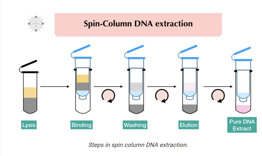 Tách chiết DNA/RNA bằng cột silica – Tầm quan trọng và cách chọn bộ kit phù hợp